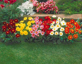 10 Dahlias miniatures Topmix - jardins - Dahlia Topmix