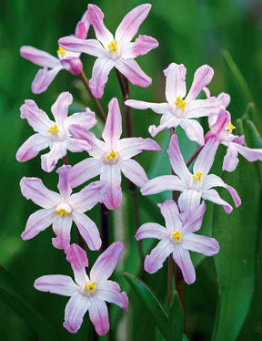 25 Gloires des neiges Pink Giant - jardins - Chionodoxa luciliae Pink Giant