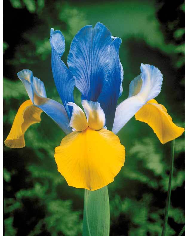 10 Iris de Hollande Romano - Bulbes à fleurs - Iris hollandica Romano