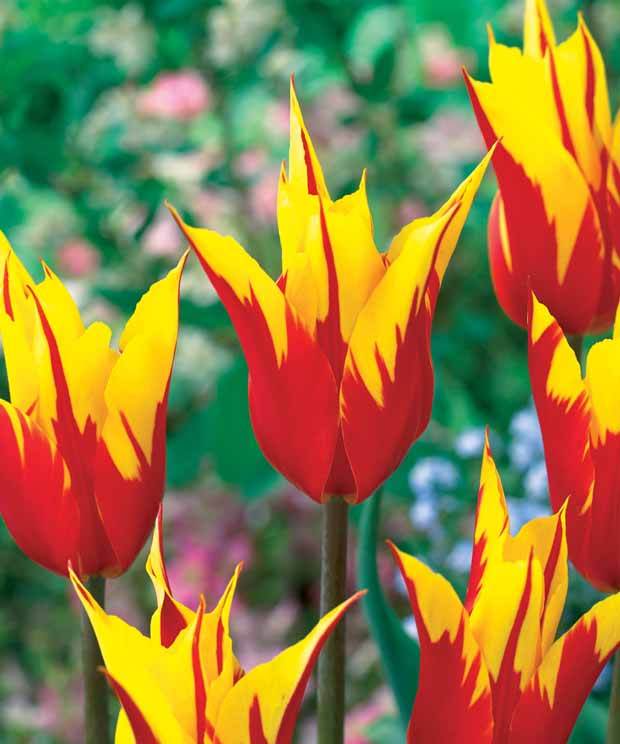10 tulipes à fleur de lis Ailes de feu - Bulbes à fleurs - Tulipa Fire Wings