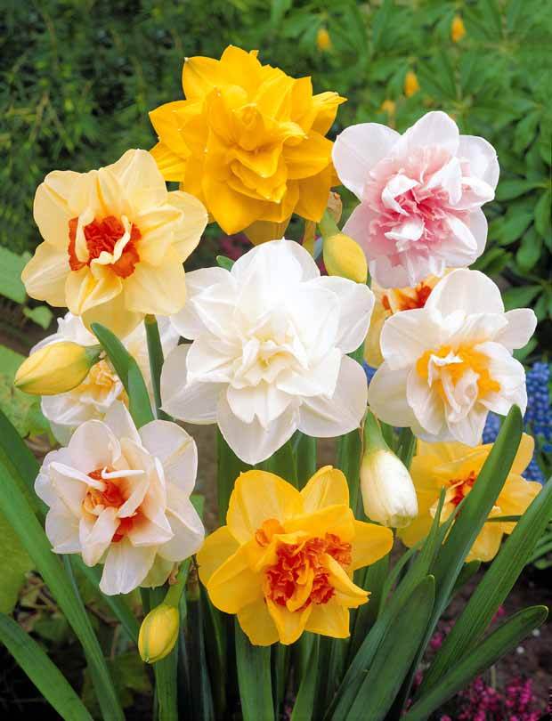 Narcisse à fleurs doubles Acropolis - Narcisse - Narcissus Acropolis