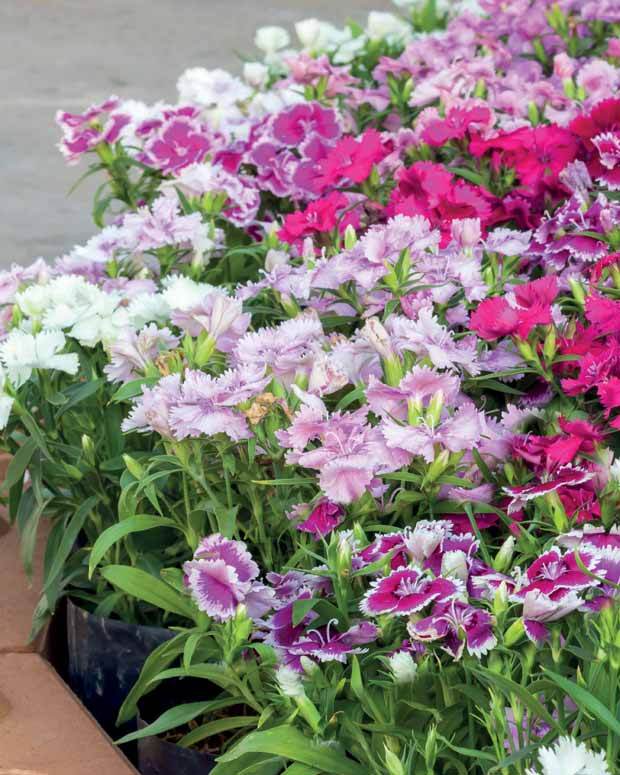 10 Oeillets de poète en mélange - jardins - Dianthus barbatus