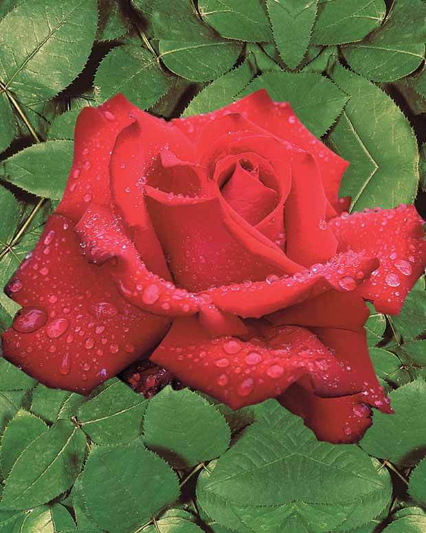 10 Rosiers buissons Grande Amore ® - Plantes - Rosa Grande Amore ®