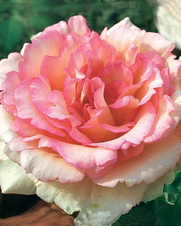 10 Rosiers buissons Souvenir de Baden Baden ® Korsouba - jardins - Rosa Souvenir de Baden Baden ® Korsouba
