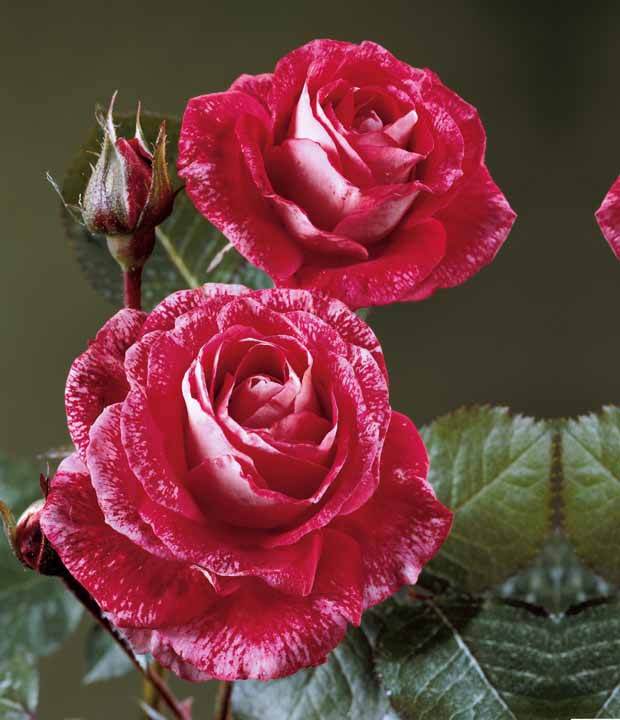 10 Rosiers buissons Famosa - Plantes - Rosa Famosa