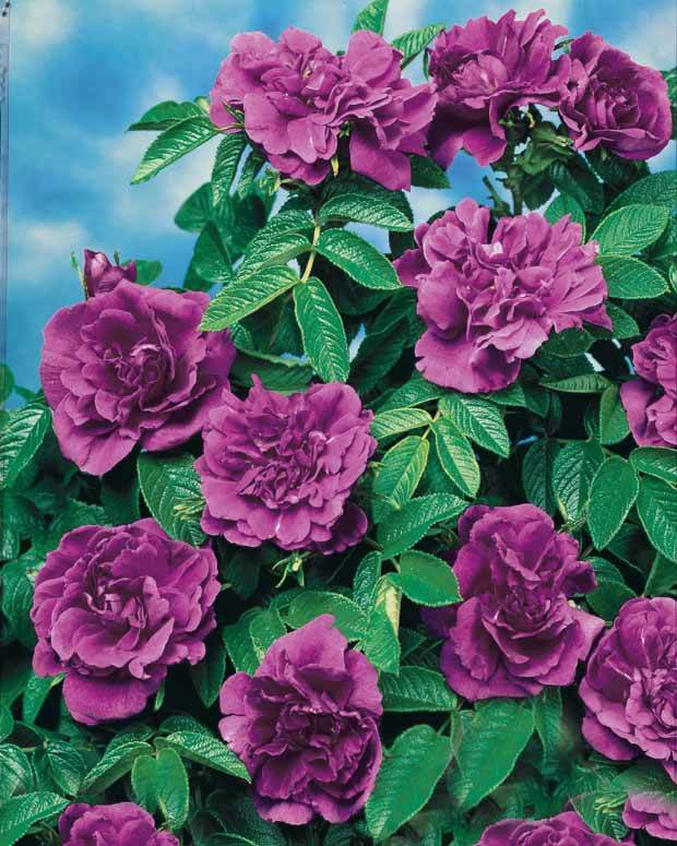 10 Rosiers botaniques Hansa - jardins - Rosa rugosa Hansa