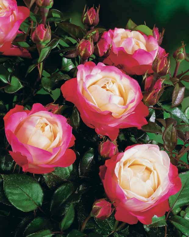 10 Rosiers buissons Nostalgie ® - jardins - Rosa Nostalgie ®