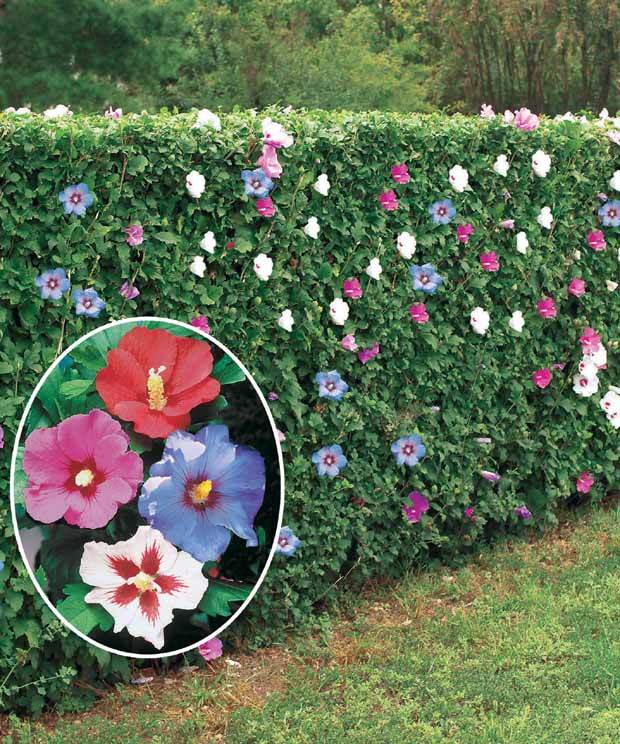 10 Hibiscus de jardin - Haie de 8 m linéaire - Arbustes - Hibiscus syriacus