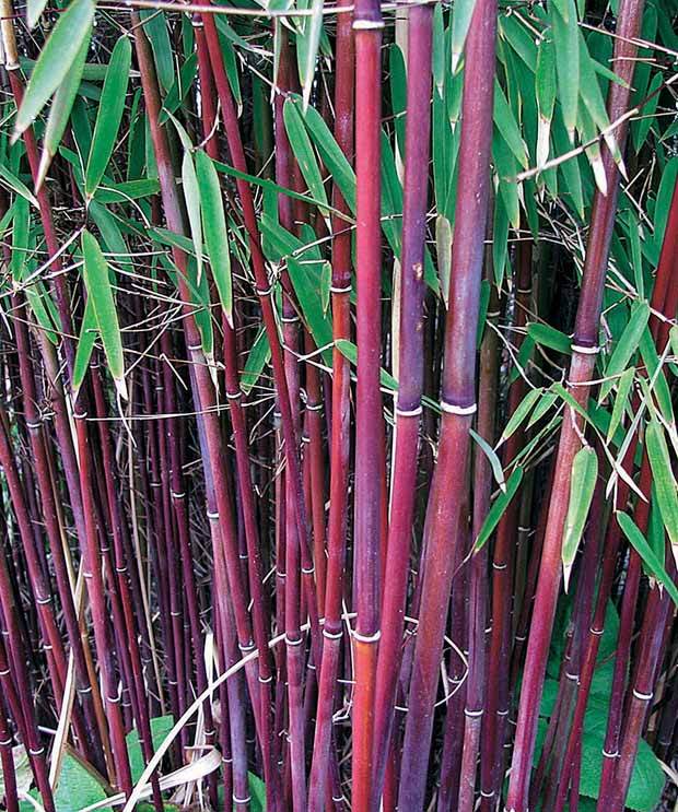 10 Bambous à cannes rouges, Bambou des pandas - Haie de 10 m long - Arbustes - Fargesia scabrida Asian Wonder