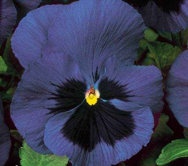 Pensée des jardins à grande fleur Suisse Ullswater - Graines de fleurs - Viola x wittrockiana