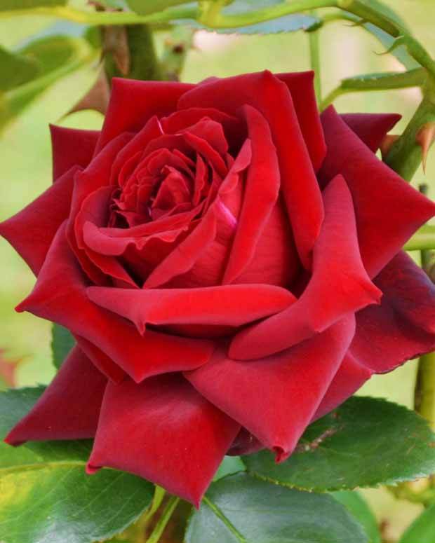10 Rosiers buissons Grande Amore ® - jardins - Rosa Grande Amore ®