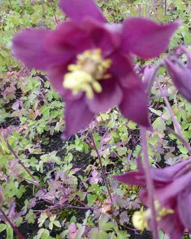 Ancolie noirâtre - Fleurs vivaces - AQUILEGIA ATRATA