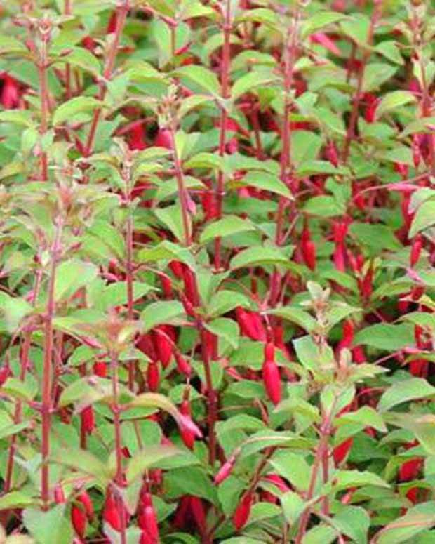 Fuchsia rustique à feuilles pourpres - jardins - FUCHSIA MAGELLANICA VAR. GRACILIS
