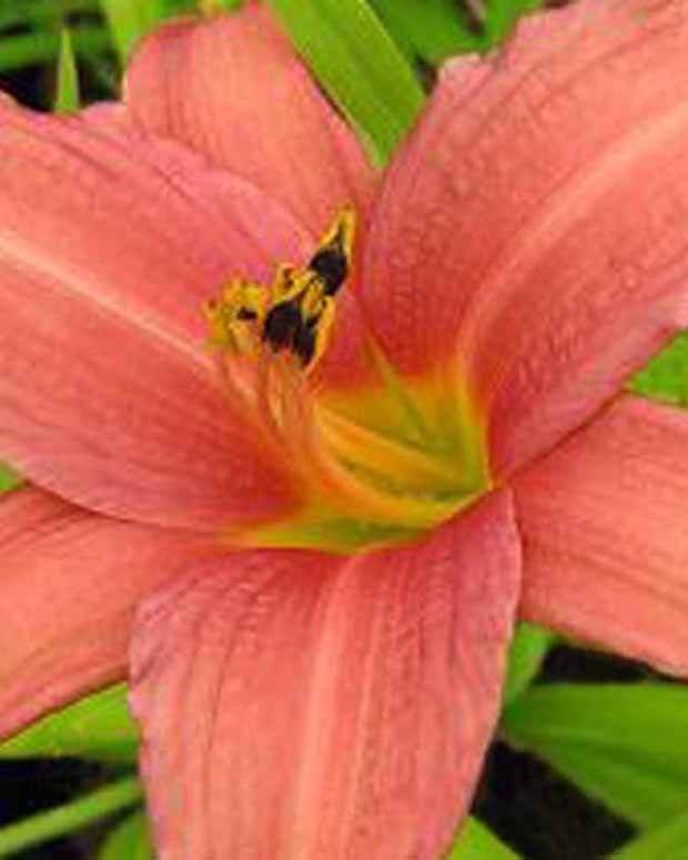 Hémérocalle Pink Charm - Fleurs vivaces - Hemerocallis Pink Charm