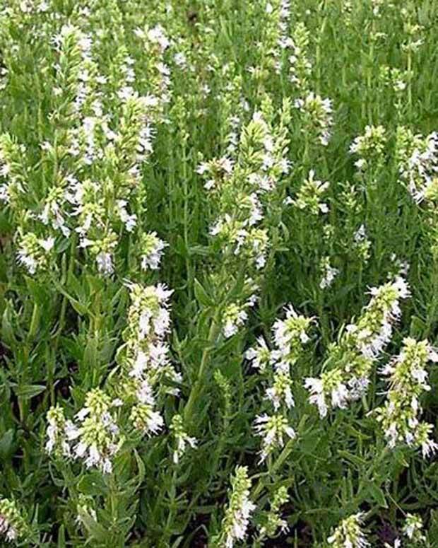 Hysope officinale blanche - Hysope - Hyssopus officinalis Albus