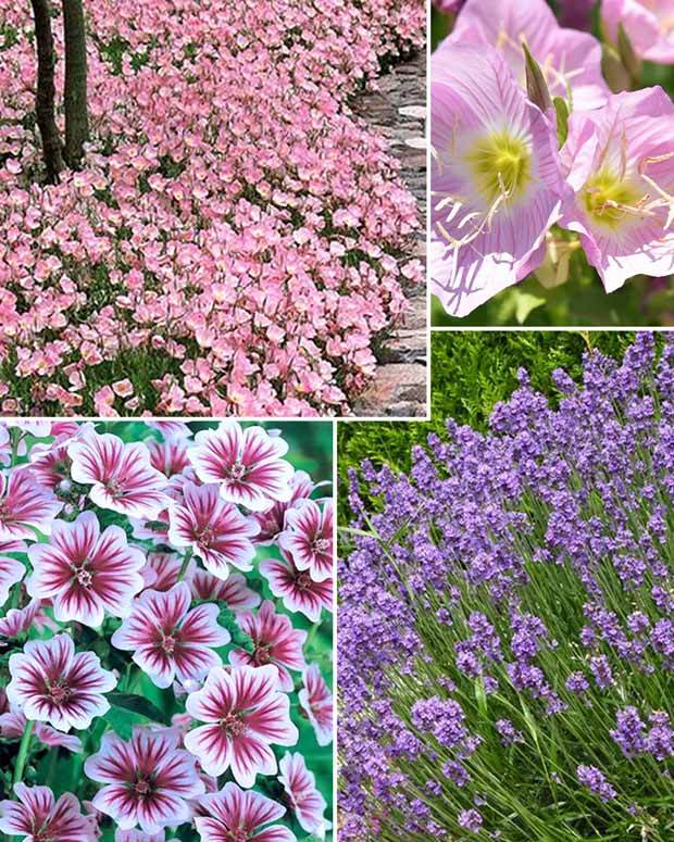 Collection plantes vivaces pastel - Aménager un jardin fleuri toute l année - Malva sylvestris Zebrina, Lavandula Munstead, Oenothera speciosa 