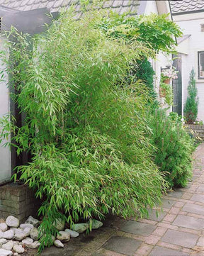 10 Bambous verts - Haie de 10 m linéaire - Arbustes - Phyllostachys bisseti