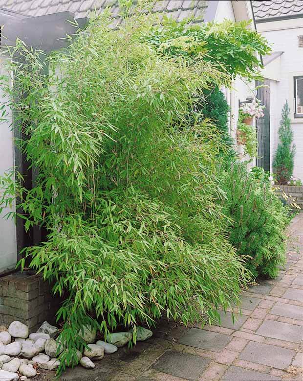 10 Bambous verts - Haie de 10 m linéaire - Arbustes - Phyllostachys bisseti