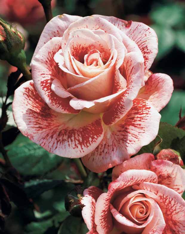10 Rosiers buissons Famosa - jardins - Rosa Famosa