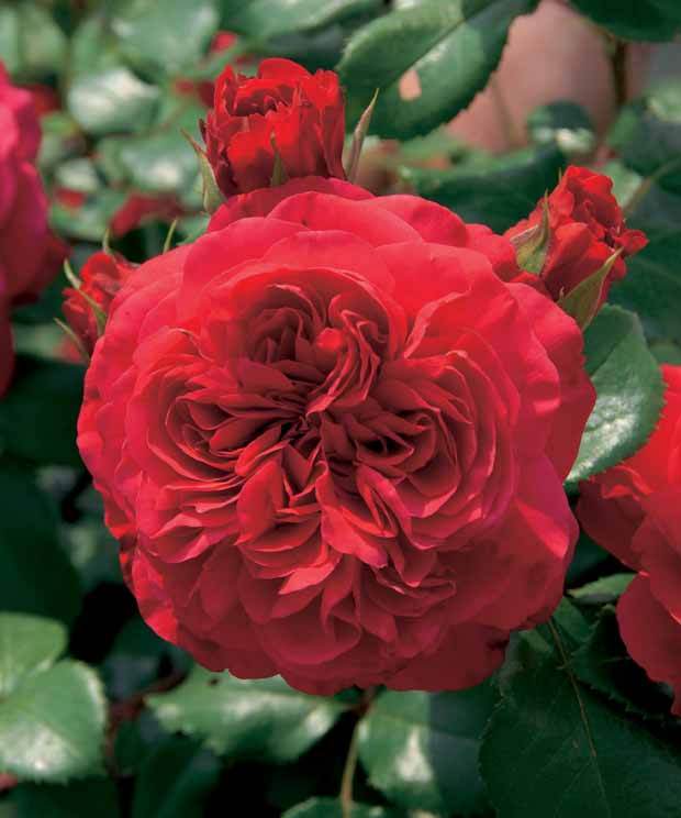 10 Rosiers floribunda Red Leonardo da Vinci ® Meiangele - jardins - Rosa Red Leonardo da Vinci ® Meiangele