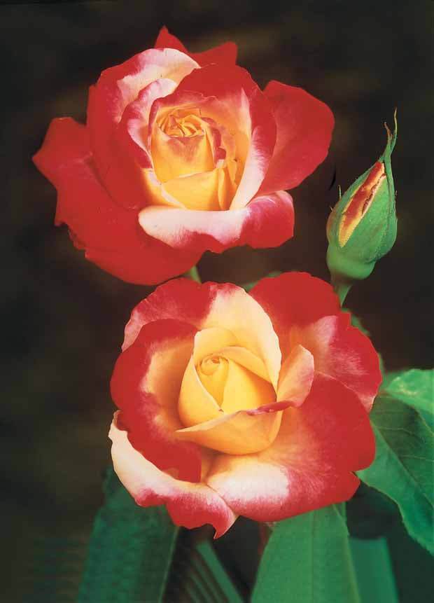 10 Rosiers buissons Double Delight - jardins - Rosa Double Delight