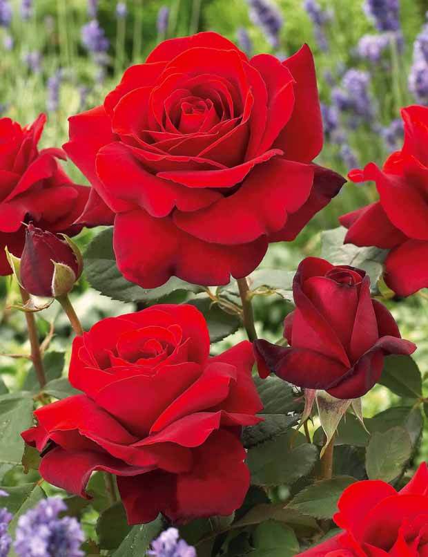 10 Rosiers buissons La Magie du parfum (Duftzauber 84) - jardins - Rosa La Magie du parfum