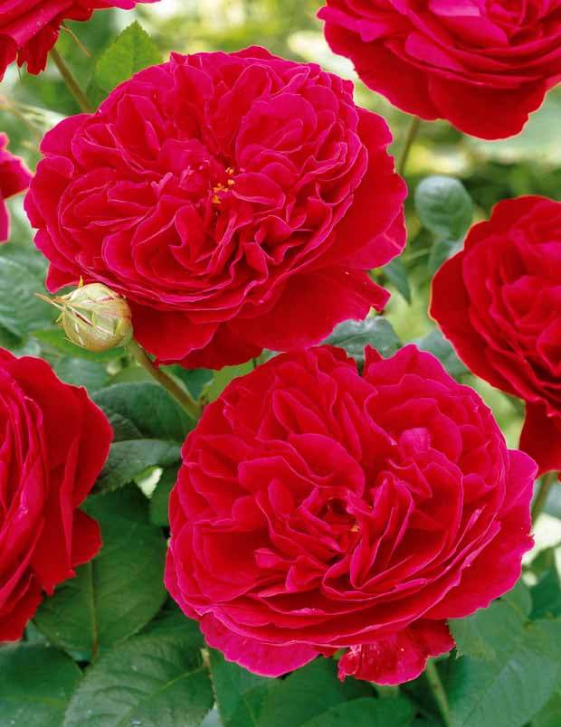 10 Rosiers floribunda Red Leonardo da Vinci ® Meiangele - Plantes - Rosa Red Leonardo da Vinci ® Meiangele