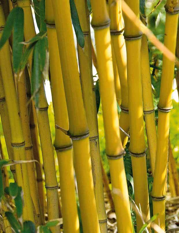 10 Bambous jaunes - Haie de 10 m linéaire - Arbustes - Phyllostachys aureosulcata aureocaulis