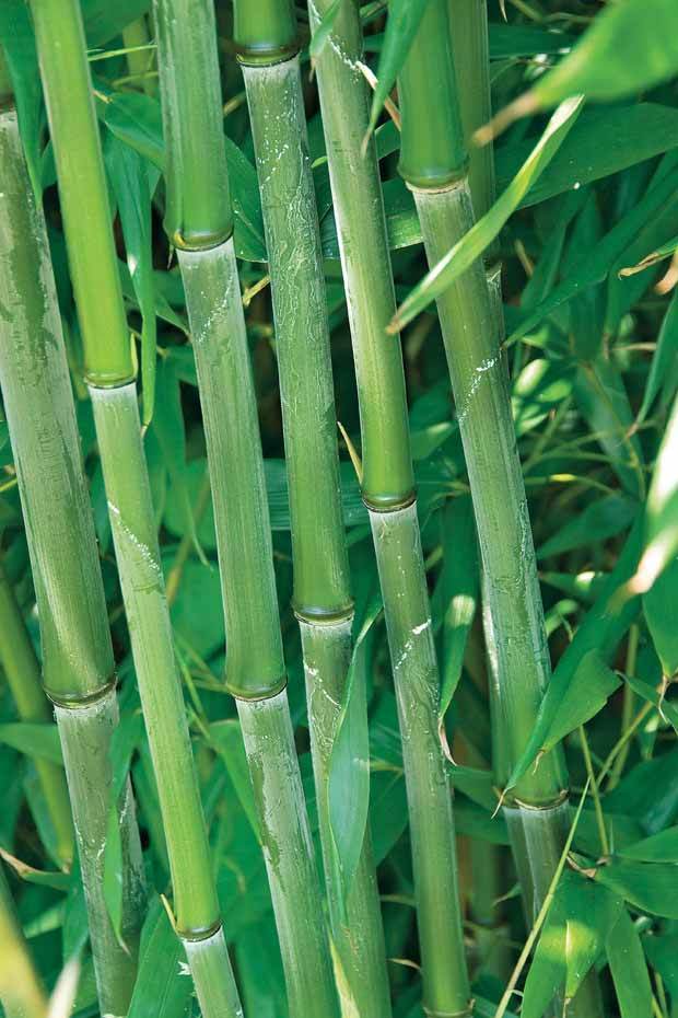 10 Bambous verts - Haie de 10 m linéaire - Bambous - Phyllostachys bisseti
