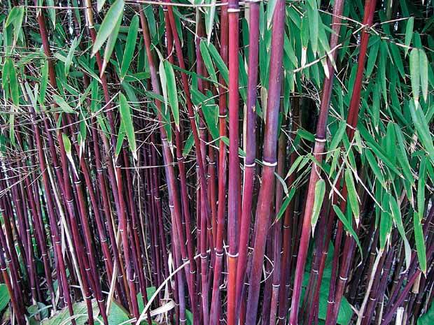 10 Bambous à cannes rouges, Bambou des pandas - Haie de 10 m long - Bambous - Fargesia scabrida Asian Wonder