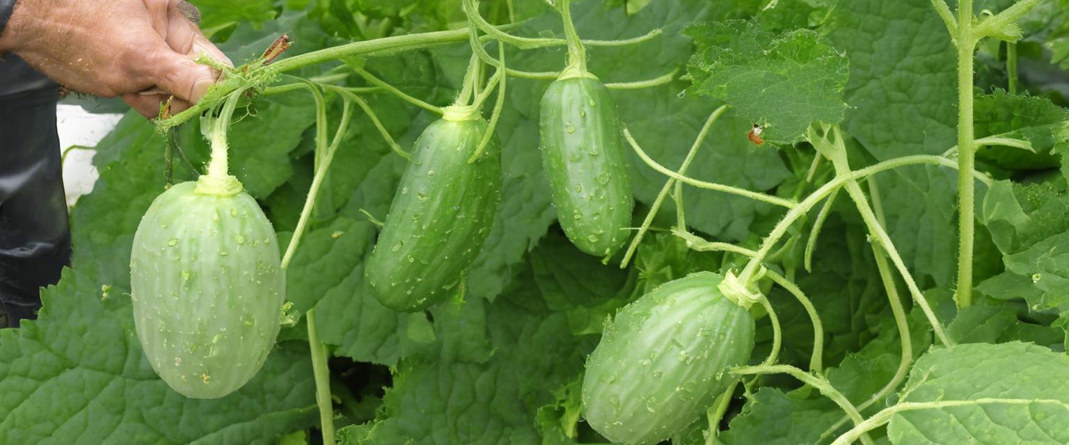 Choisissez le bon engrais pour favoriser la croissance de vos graines de cornichon