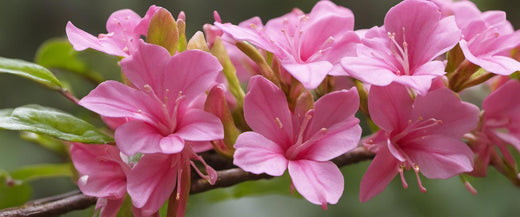 Comment Bouturer les Weigelias : Guide étape par étape