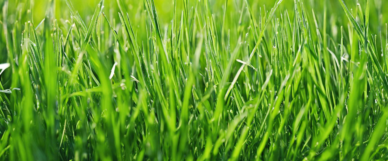 Comment choisir les meilleures graines de gazon pour un jardin luxuriant