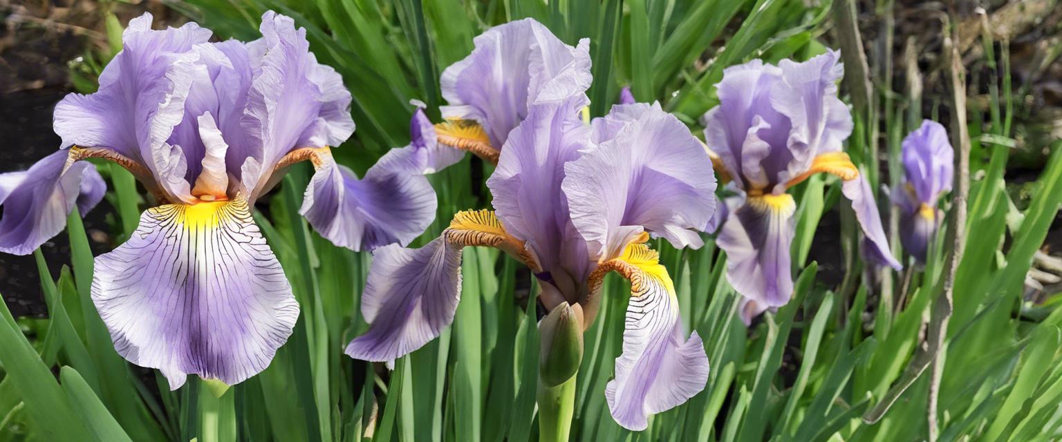 Comment multiplier les bulbes d'iris