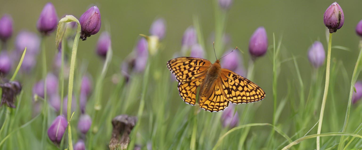 Comment multiplier les bulbes de fritillaires