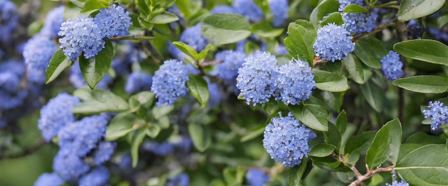 Comment planter avec succès des Céanothes dans votre jardin