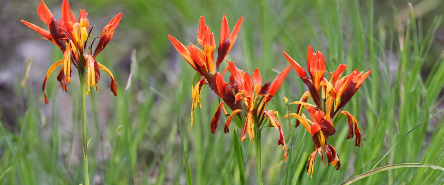Conseils d'entretien des bulbes de Crocosmia