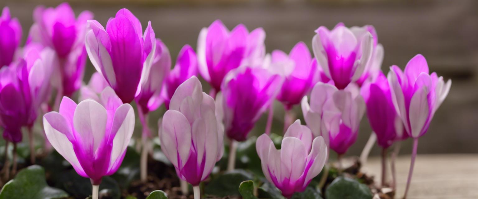 Conseils d'entretien des bulbes de cyclamen