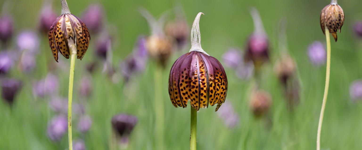 Conseils d'entretien des bulbes de fritillaires