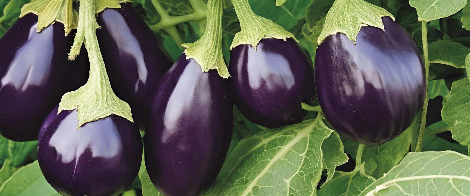 Découvrez les différentes variétés de graines d'aubergines pour cultiver un jardin diversifié
