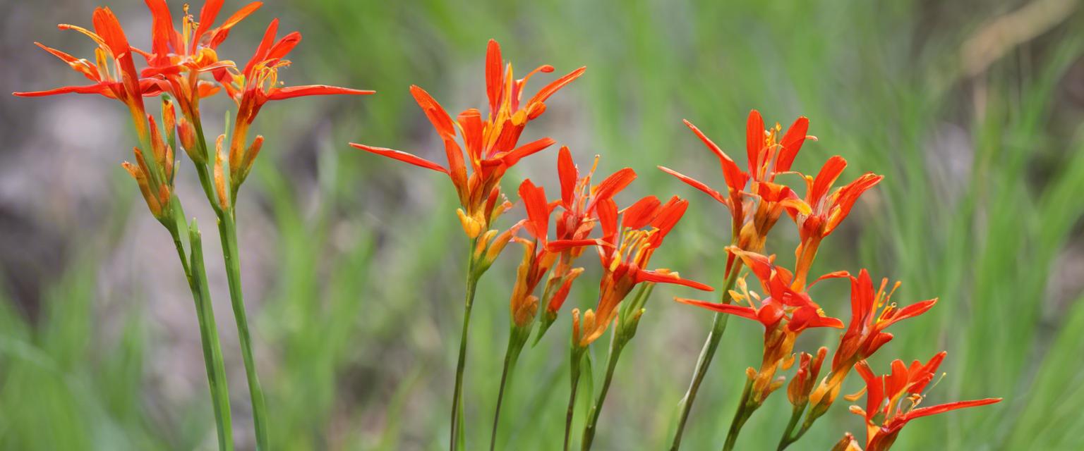 Découvrez les variétés de fleurs Crocosmia et comment les cultiver avec succès