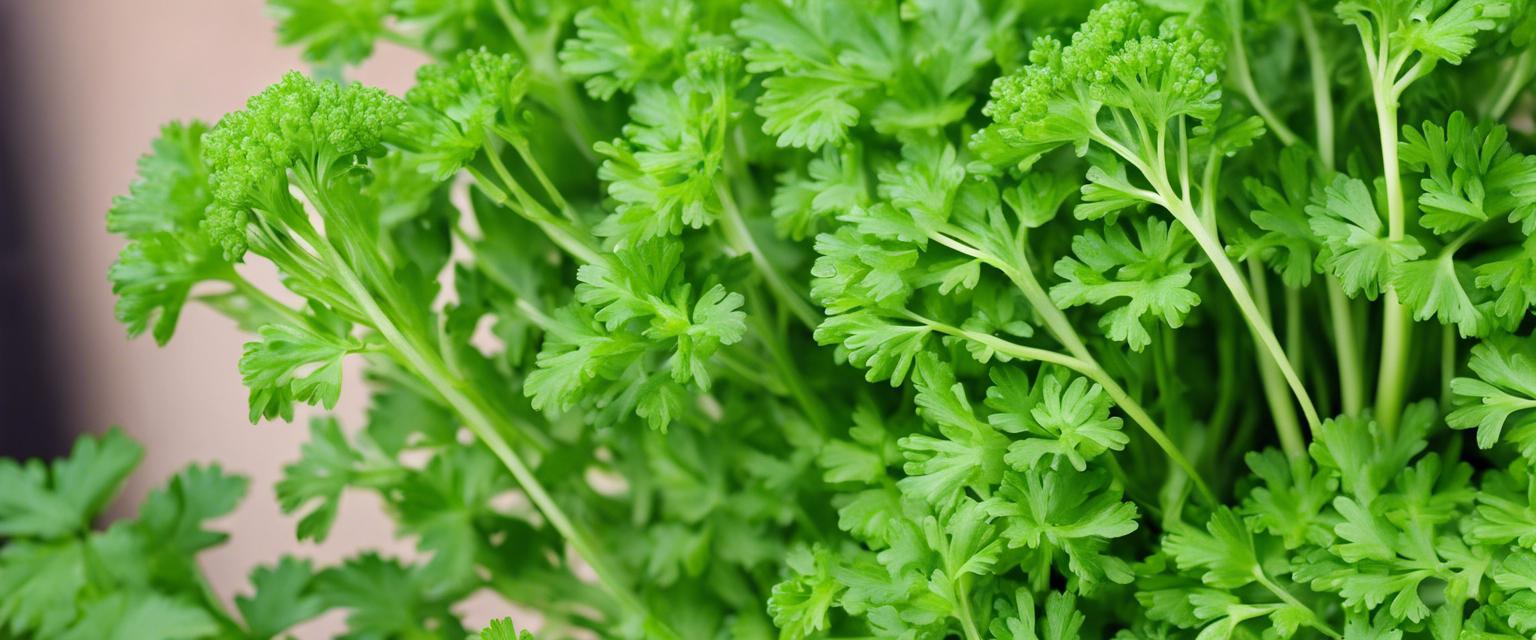 Guide complet pour cultiver des graines de persil à la maison avec succès