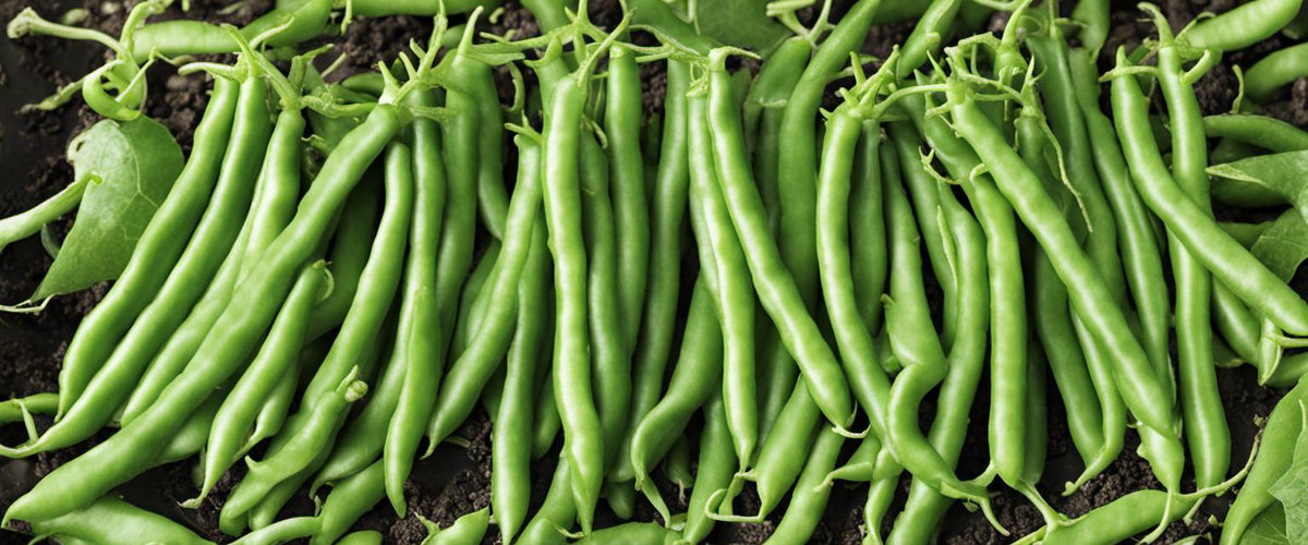 Guide complet pour planter et entretenir les haricots nains mangetout