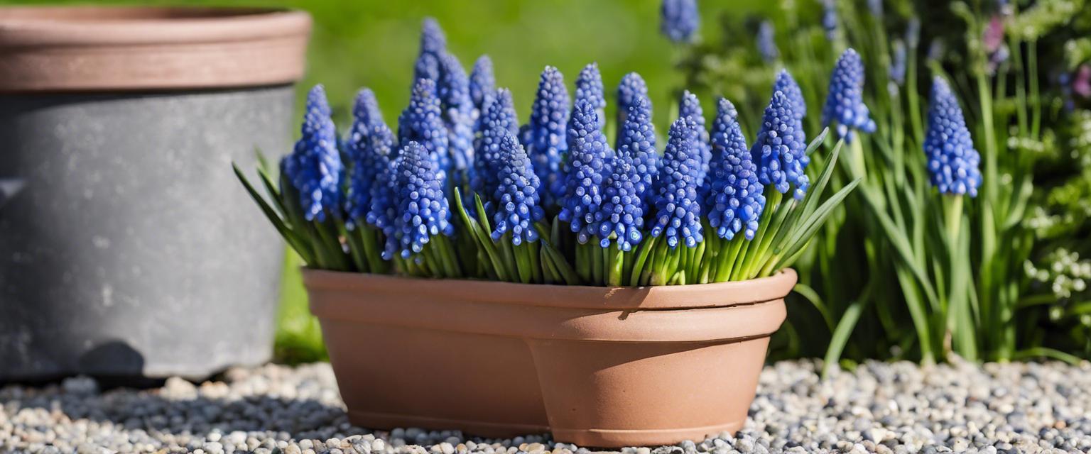 Guide d'Entretien: Fleur Muscaris en Pot et en Jardin