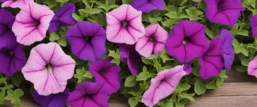 Guide d'Entretien : Comment Planter les Pétunias Retombants