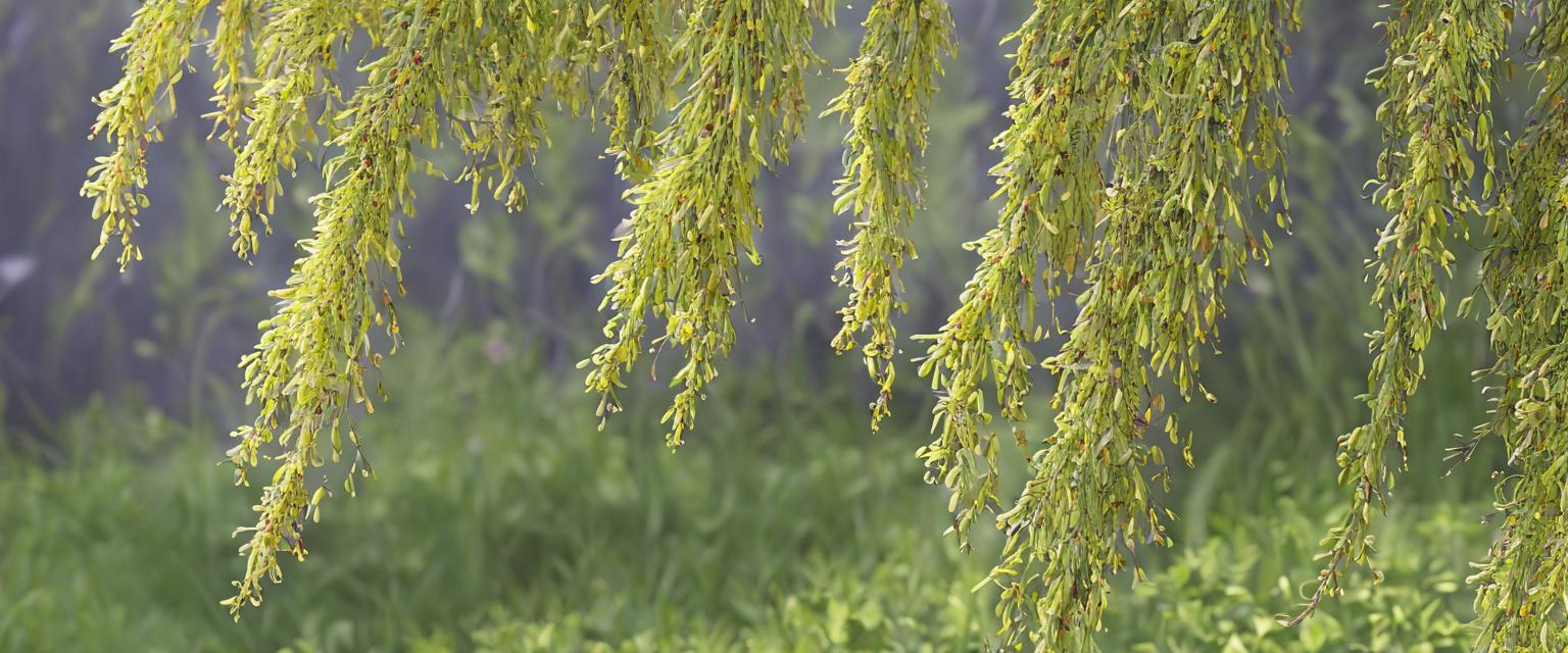 Tout sur le Saule Pleureur : croissance, entretien et paysages magnifiques