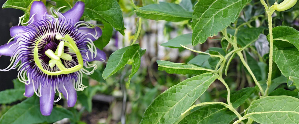 La passiflore bleue (Passiflora caerulea), grimpante un peu