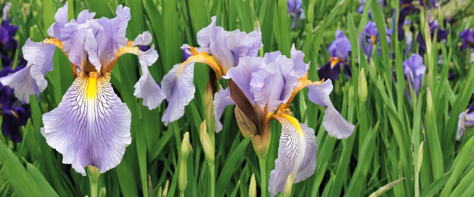 Identifiez et traitez les maladies courantes des iris