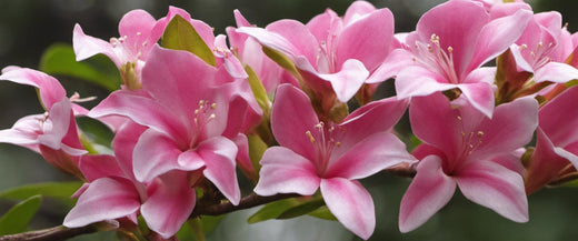 La Taille des Weigelias : Conseils et Techniques