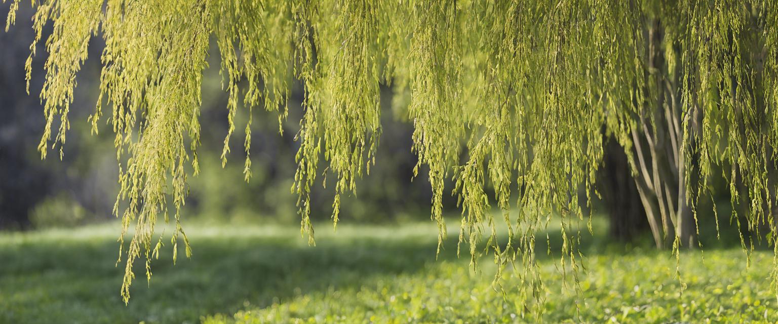 Les meilleurs conseils d'entretien pour assurer la santé de vos saules